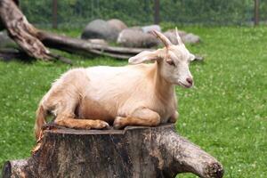 Outdoor recreation, a goat on a stump. photo