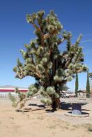 Joshua tree in a desert city. photo