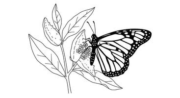 Coloring page featuring a Monarch butterfly with detailed wing patterns vector