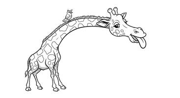 A Giraffe Sticking Its Tongue Out With Its Long Neck Twisted Into a Funny Shape vector