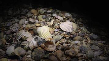 marisco cartuchos erastodermia e anadara em a costa, noite tiroteio video