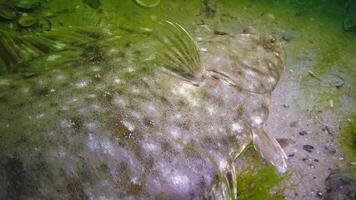Fish of the Black Sea, European flounder Platichthys flesus. video