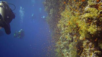 Divers swim near a coral reef along a vertical wall on the Reef Elphinstone, where a lot of tropical fish, the Red Sea - Egypt video