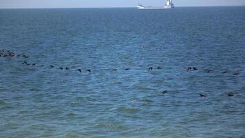 A flock of birds great cormorant Phalacrocorax carbo flies low over the water video