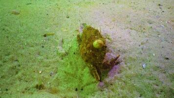 rabs Liocarcinus holsatus, Balanus has grown to the shell of a crab burrowing into the sand in the Black Sea video