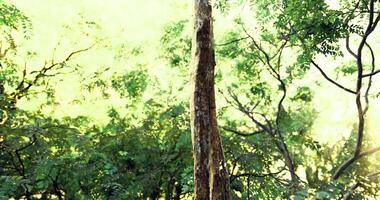 Tall trees surrounded by lush greenery in a sunlit forest setting video