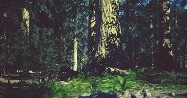 Majestic trees and lush undergrowth in a tranquil forest setting video