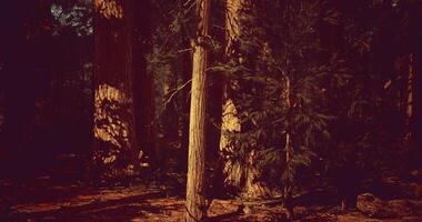 Tall trees tower in a serene forest location during golden hour video