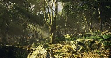 Sunlight filters through trees in a tranquil forest during the afternoon video