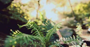 Exploring a lush forest with vibrant ferns in soft light during daylight video