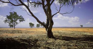 Dry landscape under the bright sky with sparse trees in flat terrain video