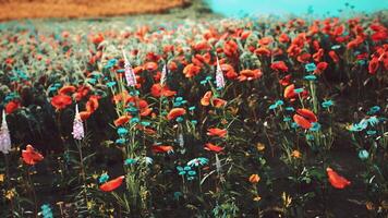 Vibrant wildflower field with red poppies and blue blooms in full bloom video