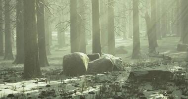 Enchanted forest with snow and sunlight filtering through trees video
