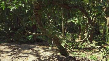 Lush vegetation and winding path in the Peruvian rainforest during daylight video