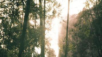 Sunlight filtering through bamboo trees in a serene forest at sunset video