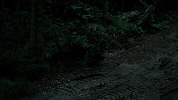 Tracks on a muddy road in a dense forest at night with low