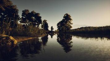 Crocodile resting in a tranquil river surrounded by lush trees at dusk video