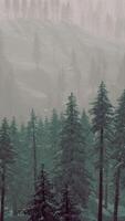 Misty fog in pine forest on mountain slopes video