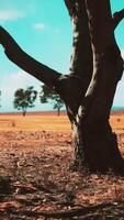 acacias trees in the landscape of Tanzania with clouds in the sky video