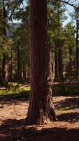 Giant Sequoia Trees at summertime in Sequoia National Park video