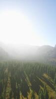 Beautiful sunset view in cedar forest in front of sayan mountain range video