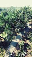 View from the height of the park with a green lawn and paths video