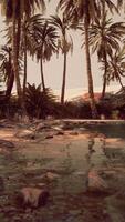 Colorful scene with a palm tree over a small pond in a desert oasis video