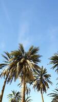 Underside of the coconuts tree with clear sky and shiny sun video