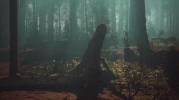 Sequoia Forest With Towering Trees video