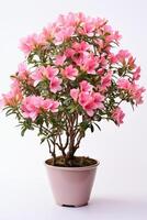 A pink azalea plant in a pot on a white background photo