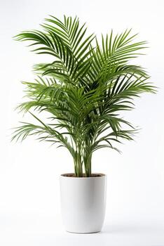 A palm tree in a white pot on a white background photo