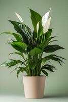 Peace lily plant in pot on green background 3d render photo