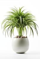A potted plant with green grass and rocks photo