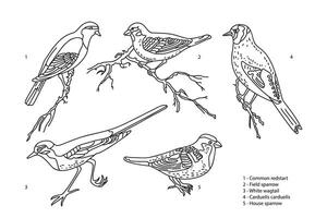 Line art botanical collection with garden birds isolated on white background. Hand drawn outline set of birds illustration. Graphic design for School Learning Material Manual Science Coloring vector