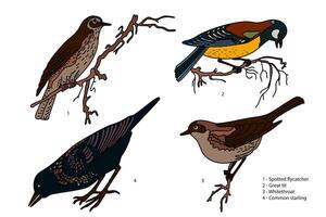 Botanical collection with garden birds isolated on white background. Hand drawn colorful set of birds illustration. Graphic design for School Learning Material Manual Science Book Card Print vector