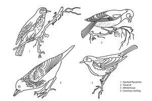 Line art botanical collection with garden birds isolated on white background. Hand drawn outline set of birds illustration. Graphic design for School Learning Material Manual Science Book Print vector
