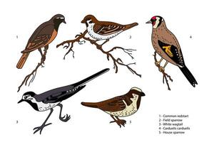 Botanical collection with garden birds isolated on white background. Hand drawn colorful set of birds illustration. Graphic design for School Learning Material Manual Science Book Print Card vector