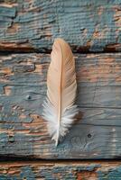 A feather on a wooden background photo