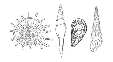 A detailed hand-drawn collection of different seashells in monochrome line style. vector