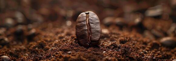 A coffee bean on the ground photo
