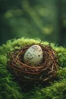 Quail egg in a nest on moss photo