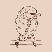 Titmouse. bird. Hand drawn illustration vector