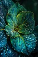 A close up of a green leaf with water droplets photo