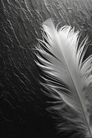 A white feather on a black background photo