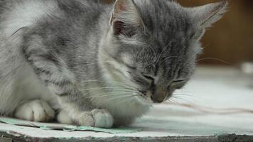 Cat Grooming Paws Close Up - A gray and white cat is grooming its paws while sitting on a blue surface. video
