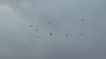 Birds Flight Cloudy Sky Migration. Aerial view, birds migrating on overcast day, likely for seasonal breeding. video