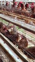 Schicht Hühner im Batterie Käfige veranschaulichen intensiv Landwirtschaft, Hervorheben überfüllt Bedingungen und Tier Wohlergehen Überlegungen innerhalb kommerziell Landwirtschaft. es zeigt Geflügel Produktion Systeme. video