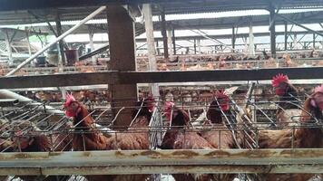 Layers in confined cages, Intensive poultry farming reveals crowded conditions, raising ethical concerns about animal welfare within food production systems. video