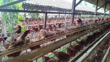 A confined poultry farm, rows upon rows of caged chickens depict the scale of industrial production. The close quarters and metal cages highlight farming practices. video