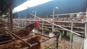 View inside a commercial hen house, where multiple layers of caged chickens are kept for egg production. This image highlights an intense and enclosed system of poultry farming. video